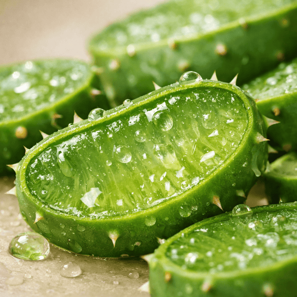 Cactus extract botanical ingredient used in CACTOX nose pore pack to soothe skin and support balanced hydration after pore cleansing