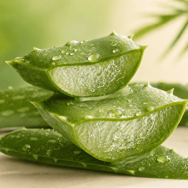 Organic aloe vera with fresh gel texture supporting hydration and smooth skin