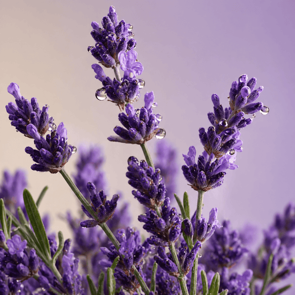 fresh lavender flowers with oil droplets representing calming skin care