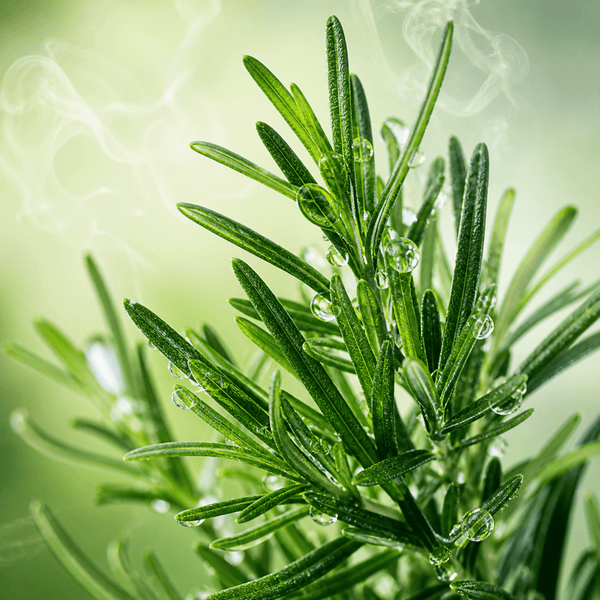 Fresh rosemary leaves with oil droplets symbolizing scalp balance and freshness