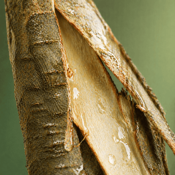 White willow bark with moisture droplets representing pore cleansing and oil balance